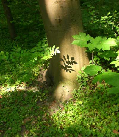 Baum im Wald, Sonnenlicht fällt auf den Stamm
