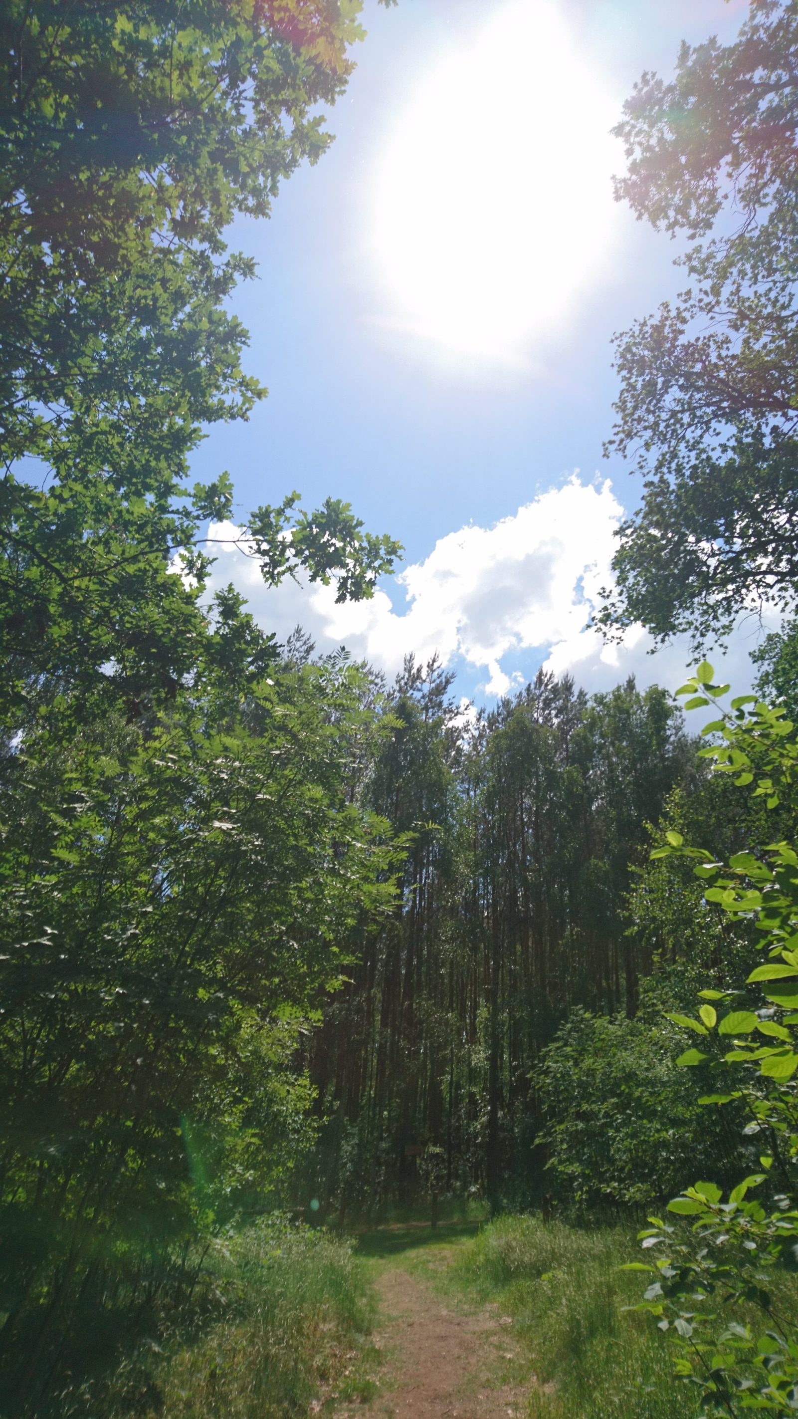Sonne im Wald
