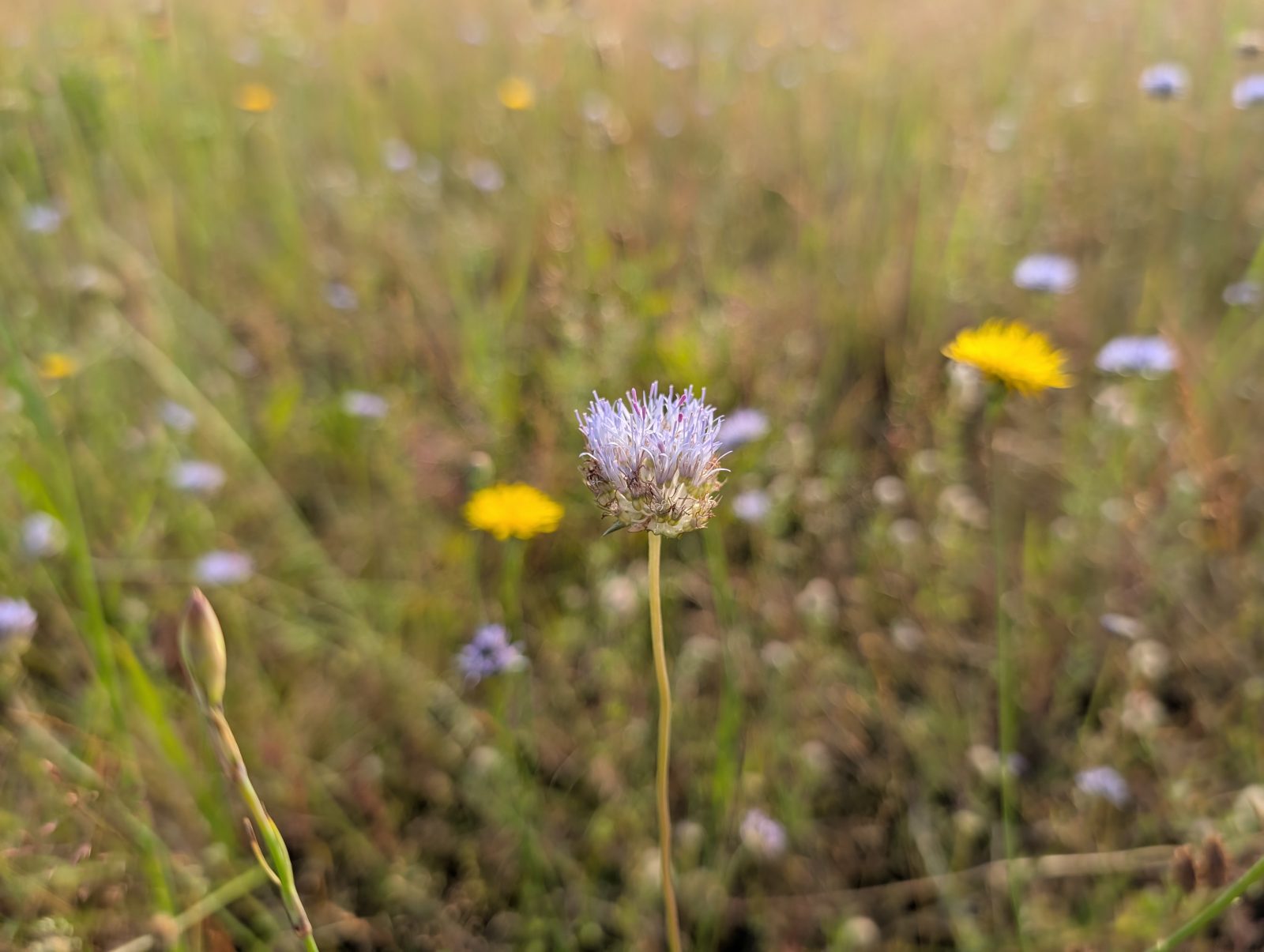 Blumen auf einer Alm